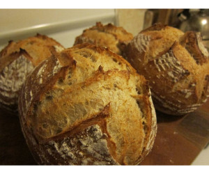 Fermentated Proteases 