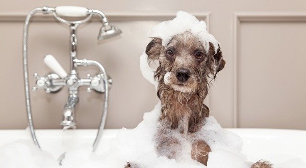 pet-grooming-products