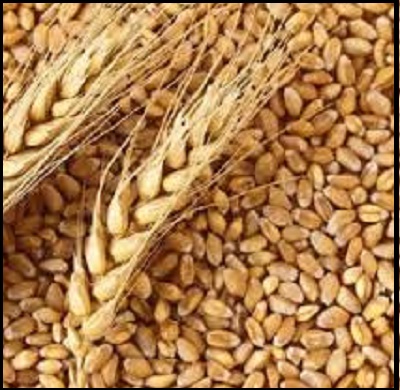 Wheat Seeds