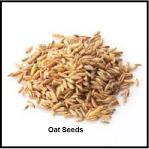 Oat Seeds