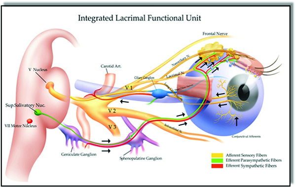 Lacrimal Cannulae