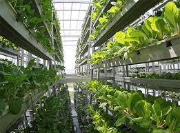 Vertical Farming