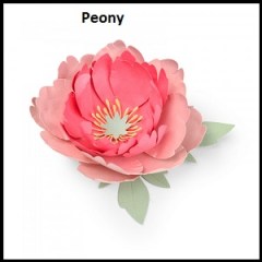 Peony