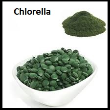 Chlorella
