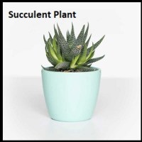 Succulent Plant