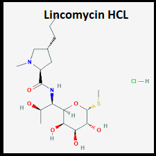 Lincomycin HCL
