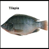 tilapia