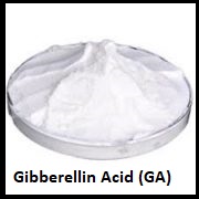 Gibberellin Acid (GA)