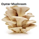 Oyster Mushroom