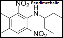 Pendimethalin