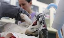 Veterinary Anesthesia