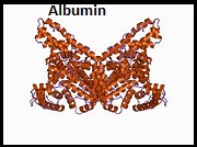 Albumin 