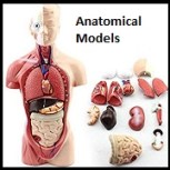 Anatomical Models