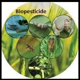 Biopesticide