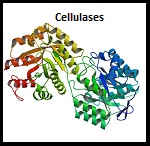 Cellulases