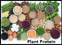 Plant Protein