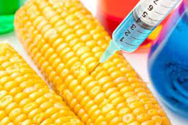 Genetically Modified Seeds Market Report 2021-2026 Product Scope & Top Manufacturers –   Monsanto Company Inc., BASF, Bayer AG,&nbsp;Dupont
