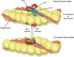 Troponin Market Report 2021-2026 Product Scope & Top Manufacturers –  Abbott, Getein Biotech, Beckman Coulter,&nbsp;Roche