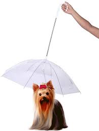 Pet Umbrella Market Report Expected Massive Growth By 2021-2026 |  NiceHyacinth, Pet Life, Perfect Life Ideas, K&L&nbsp;Pet